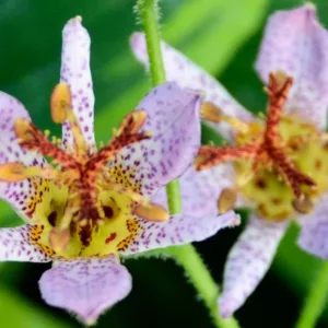Tricyrtis Formosana 'Autumn Glow', Toad Lily 'Autumn Glow', Purple flowers, flowers for shade, Fall perennial, Shade perennial
