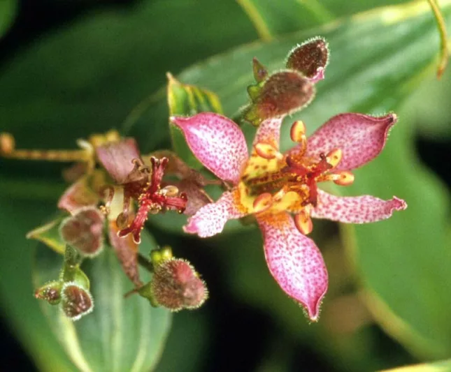 Tricyrtis Formosana 'Samurai', Toad Lily 'Samurai', Purple flowers, flowers for shade, Fall perennial, Shade perennial