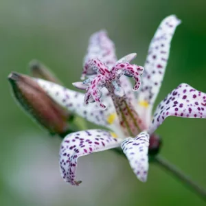 Tricyrtis Formosana, Toad Lily, Purple flowers, flowers for shade, Fall perennial, Shade perennial
