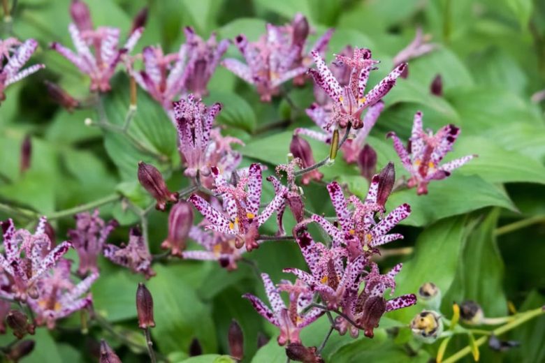 Tricyrtis Sinonome, Toad Lily 'Sinonome', Japanese Toad Lily, Purple flowers, flowers for shade, Fall perennial, Shade perennial