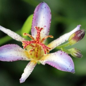 Tricyrtis Taipei Silk, Toad Lily 'Taipei Silk', Japanese Toad Lily, Purple flowers, flowers for shade, Fall perennial, Shade perennial