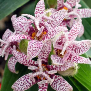Tricyrtis hirta 'Miyazaki Hybrids', Toad Lily 'Miyazaki Hybrids', Japanese Toad Lily, Purple flowers, flowers for shade, Fall perennial, Shade perennial