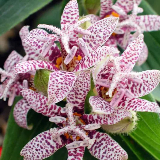 Tricyrtis hirta 'Miyazaki Hybrids', Toad Lily 'Miyazaki Hybrids', Japanese Toad Lily, Purple flowers, flowers for shade, Fall perennial, Shade perennial