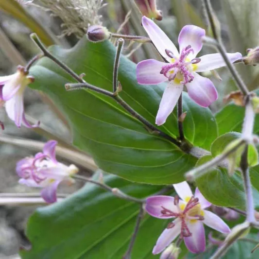 Tricyrtis hirta 'Tojen', Toad Lily 'Tojen', Japanese Toad Lily, Purple flowers, flowers for shade, Fall perennial, Shade perennial