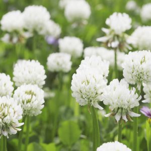Trifolium repens, White Clover, Common Clover, Clover Grass, Creeping Clover, Dutch Clover, Gowan, Honey Stalks, Honeysuckle Grass, Lamb's Suckling, Shamrock, Sheep's Gowan