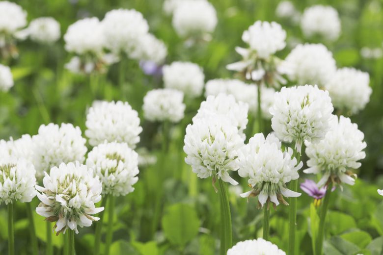 Trifolium repens, White Clover, Common Clover, Clover Grass, Creeping Clover, Dutch Clover, Gowan, Honey Stalks, Honeysuckle Grass, Lamb's Suckling, Shamrock, Sheep's Gowan