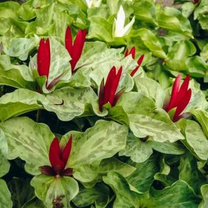 Trillium Chloropetalum, Giant Trillium, Giant Wakerobin, Giant Wake Robin, Wood Lily, Trinity Flower, fragrant flowers, fragrant perennials