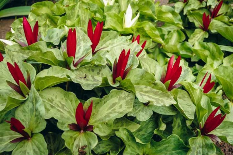 Trillium Chloropetalum, Giant Trillium, Giant Wakerobin, Giant Wake Robin, Wood Lily, Trinity Flower, fragrant flowers, fragrant perennials