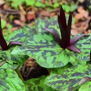 Trillium Chloropetalum var. Giganteum , Giant Trillium, Giant Wakerobin, Giant Wake Robin, Trillium chloropetalum subsp. giganteum, Trillium chloropetalum var. rubrum, Trillium sessile 'Rubrum', Trillium sessile var. chloropetalum 'Giganteum', fragrant flowers, fragrant perennials