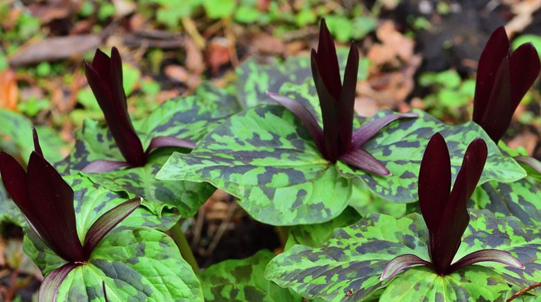 Trillium Chloropetalum var. Giganteum , Giant Trillium, Giant Wakerobin, Giant Wake Robin, Trillium chloropetalum subsp. giganteum, Trillium chloropetalum var. rubrum, Trillium sessile 'Rubrum', Trillium sessile var. chloropetalum 'Giganteum', fragrant flowers, fragrant perennials