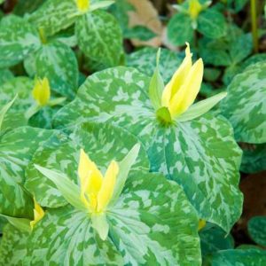 Trillium Luteum, Yellow Wood Trillium, Trillium sessile var. luteum, Wood Lily, Yellow Trillium, yellow flowers, fragrant flowers, fragrant perennials