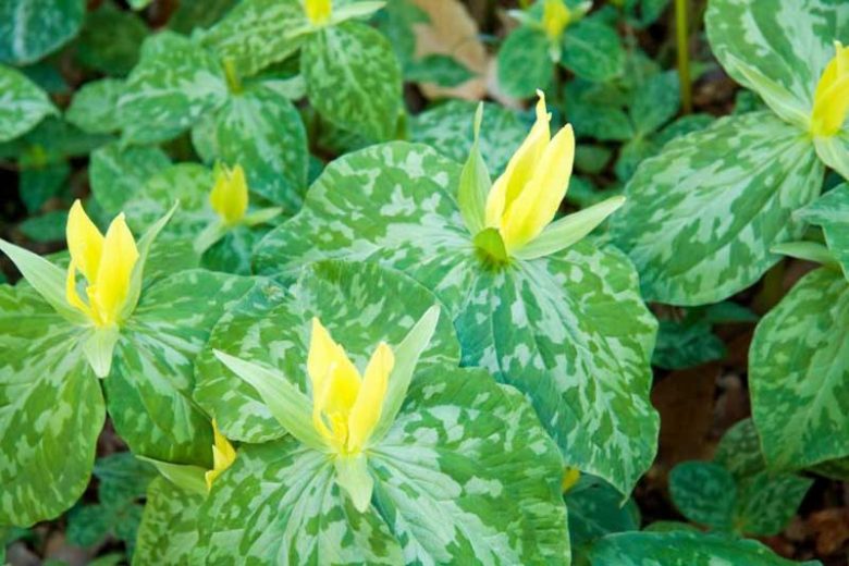 Trillium Luteum, Yellow Wood Trillium, Trillium sessile var. luteum, Wood Lily, Yellow Trillium, yellow flowers, fragrant flowers, fragrant perennials