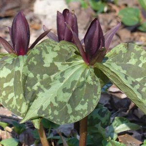 Trillium cuneatum, Little Sweet Betsy, Hugher's Trillium, Wood Lily
