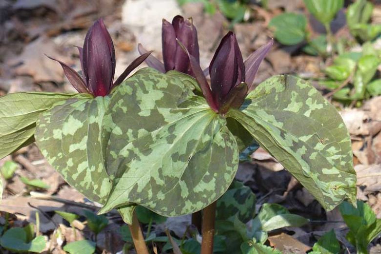 Trillium cuneatum, Little Sweet Betsy, Hugher's Trillium, Wood Lily