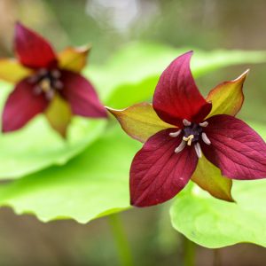 Trillium erectum , Red Trillium, Birthroot, American Shamrock, Bathroot, Bethroot, Bloody Nose, Bumblebee Root, Death Root, Dog Flower, Ground Lily, Herb Paris, Indian Balm, Lamb's Quarters, Lamb's Succory, Nosebleed, Orange Blossoms, Red Benjamin, Squawr