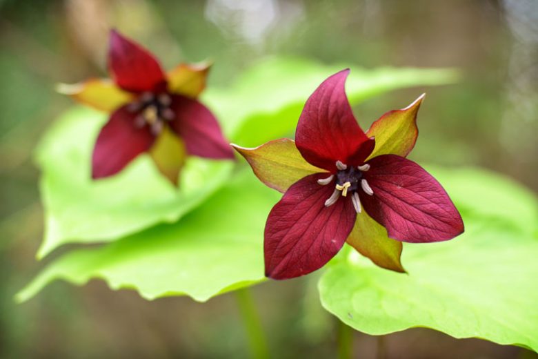 Trillium erectum , Red Trillium, Birthroot, American Shamrock, Bathroot, Bethroot, Bloody Nose, Bumblebee Root, Death Root, Dog Flower, Ground Lily, Herb Paris, Indian Balm, Lamb's Quarters, Lamb's Succory, Nosebleed, Orange Blossoms, Red Benjamin, Squawr