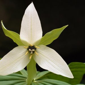Trillium flexipes, Nodding Wakerobin, White Wakerobin, Trillium erectum var. blandum