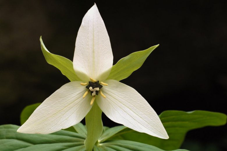 Trillium flexipes, Nodding Wakerobin, White Wakerobin, Trillium erectum var. blandum