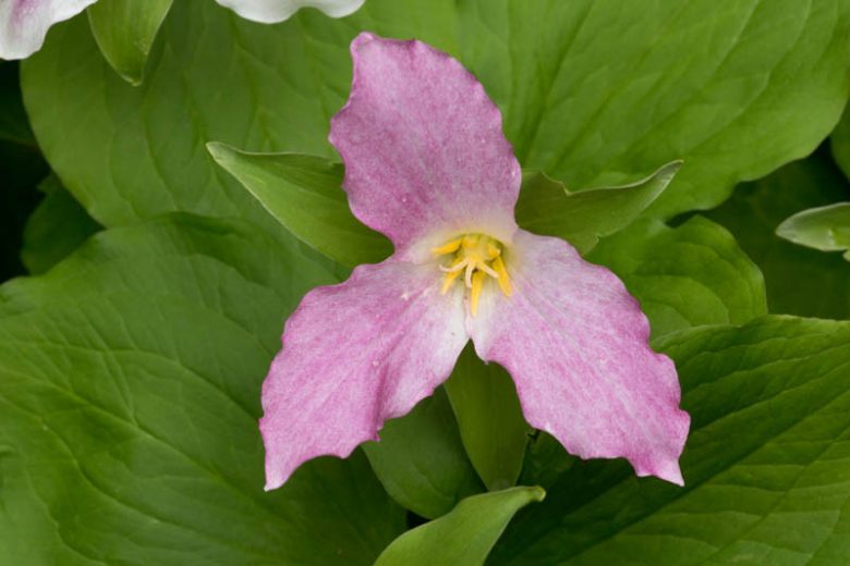 Trillium grandiflorum f. roseum, Pink Trillium, Rose-colored Wake-Robin
