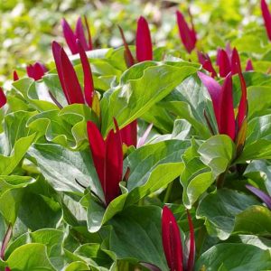 Trillium kurabayashii, Giant Purple Wakerobin