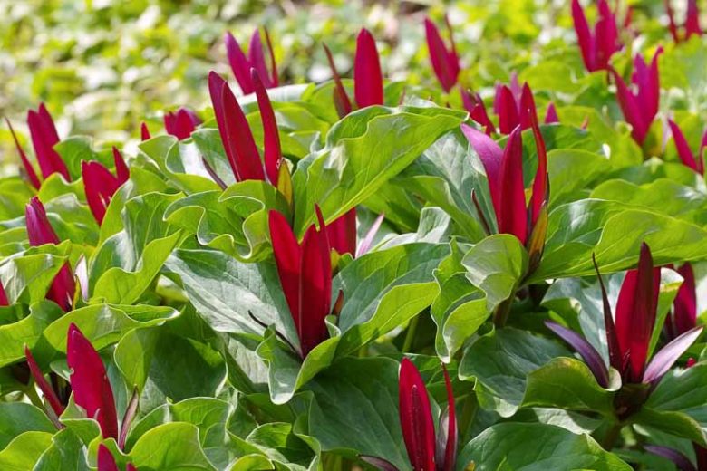 Trillium kurabayashii, Giant Purple Wakerobin