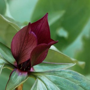 Trillium recurvatum, Prairie Trillium, Bloody Butcher