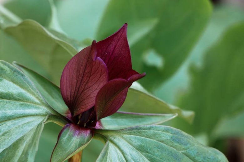 Trillium recurvatum, Prairie Trillium, Bloody Butcher