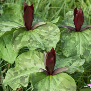 Trillium sessile, Toadshade, Red Trillium, Red Wake-robin, Sessile Trillium, Sessile Wake-robin, Yellow Trillium, Yellow Wake-robin