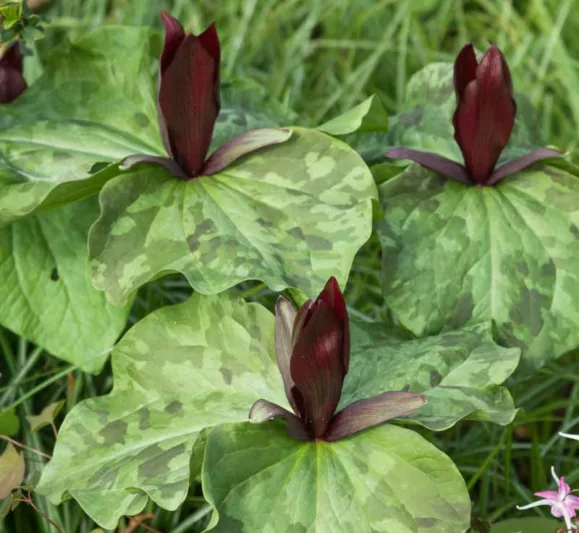 Trillium sessile, Toadshade, Red Trillium, Red Wake-robin, Sessile Trillium, Sessile Wake-robin, Yellow Trillium, Yellow Wake-robin
