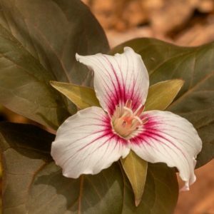 Trillium undulatum, Painted Trillium, Painted Wakerobin, Painted Wood Lily