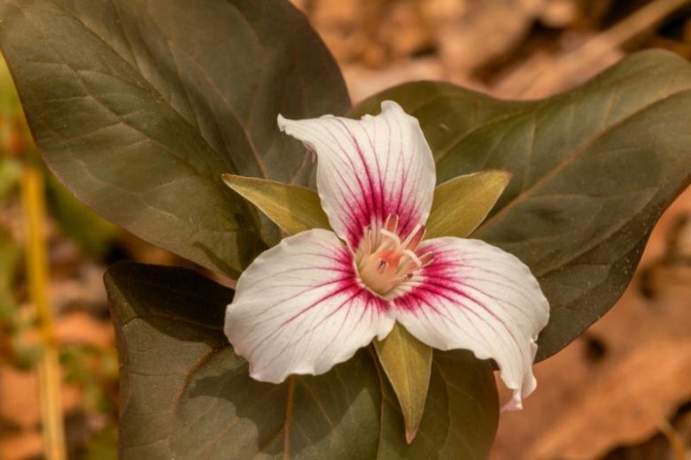 Trillium undulatum, Painted Trillium, Painted Wakerobin, Painted Wood Lily