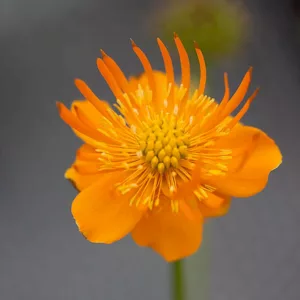 Trollius Chinensis 'Golden Queen', Globe Flower 'Golden Queen', Globeflower 'Golden Queen', Shade plants, shade perennial, plants for shade, plants for wet soils, Orange Flowers