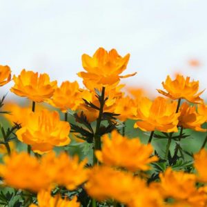 Trollius × Cultorum 'Orange Princess', Globe Flower 'Orange Princess', Globeflower 'Orange Princess', Shade plants, shade perennial, plants for shade, plants for wet soils
