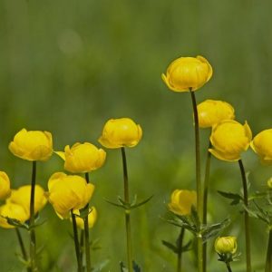 Trollius × Cultorum 'Superbus', Globe Flower 'Superbus', Globeflower 'Superbus', Shade plants, shade perennial, plants for shade, plants for wet soils, Trollius europaeus ‘Superbus’