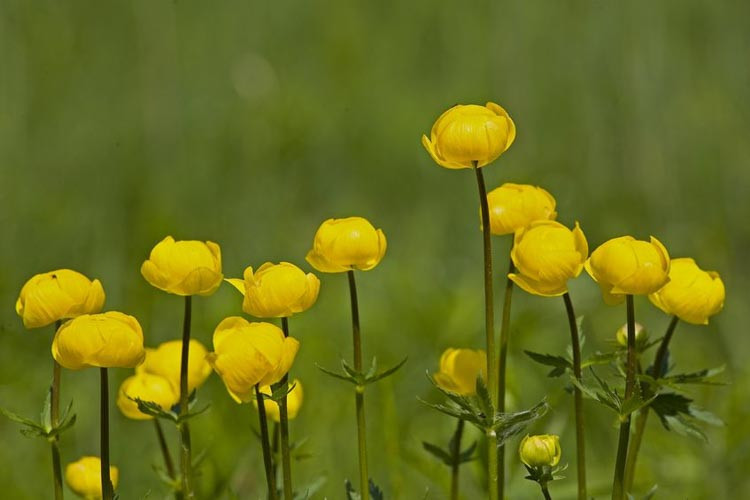 Trollius × Cultorum 'Superbus', Globe Flower 'Superbus', Globeflower 'Superbus', Shade plants, shade perennial, plants for shade, plants for wet soils, Trollius europaeus ‘Superbus’