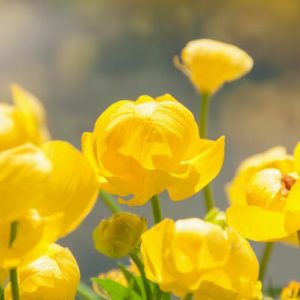 Trollius Europaeus, Globe Flower, Globeflower, Shade plants, shade perennial, plants for shade, plants for wet soils, Yellow Flowers