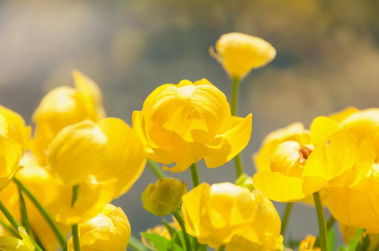 Trollius Europaeus, Globe Flower, Globeflower, Shade plants, shade perennial, plants for shade, plants for wet soils, Yellow Flowers
