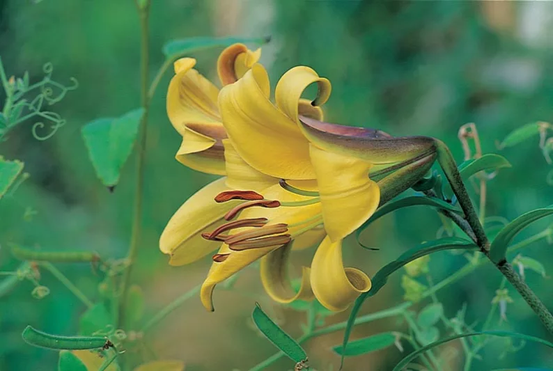Fragrant lilies, Most fragrant lilies, Lilies for cutting, Trumpet Lilies,