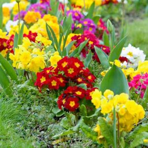 Primula Types, Primrose Types,  Primroses, Polyanthus primulas, Double Primulas, Border Auriculas, Garden Auriculas, Alpine Auriculas, Candelabra Primulas, Bog Garden Primulas, Belled Primulas