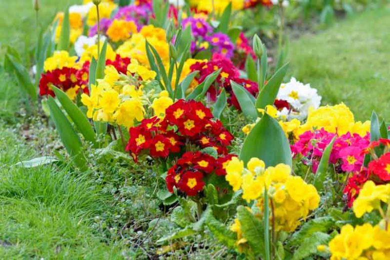 Primula Types, Primrose Types,  Primroses, Polyanthus primulas, Double Primulas, Border Auriculas, Garden Auriculas, Alpine Auriculas, Candelabra Primulas, Bog Garden Primulas, Belled Primulas