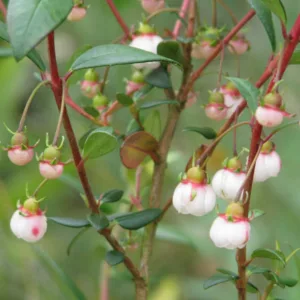Ugni molinae,Chilean Guava, Strawberry Myrtle, Eugenia ugni, Myrtus ugni, Evergreen Shrubs, White flowers, Pink flowers, Red Fruits, drought tolerant flowers, Flowering  Shrub