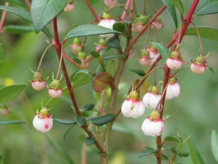 Ugni molinae,Chilean Guava, Strawberry Myrtle, Eugenia ugni, Myrtus ugni, Evergreen Shrubs, White flowers, Pink flowers, Red Fruits, drought tolerant flowers, Flowering  Shrub
