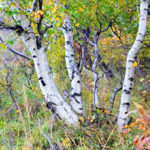 Betula, Birches, Betula pendula, Betula utilis, Betula utilis var. jacquemontii, Betula ermanii, Betula dahurica, Betula albosinensis, Betula nigra, River birch, Chinese birch, White birch, Paper birch, Chinese red birch,