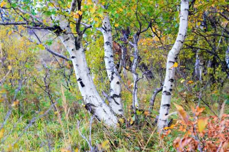 Betula, Birches, Betula pendula, Betula utilis, Betula utilis var. jacquemontii, Betula ermanii, Betula dahurica, Betula albosinensis, Betula nigra, River birch, Chinese birch, White birch, Paper birch, Chinese red birch,