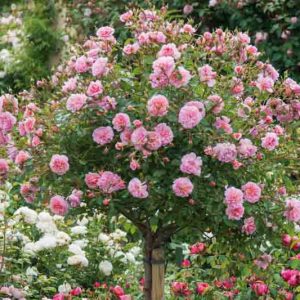Underplanting roses, Best David Austin Roses, Best roses for borders, Rose borders, Shrub Roses, Rose companion plants, companion planting