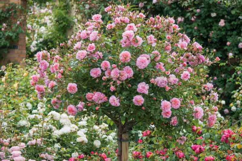 Underplanting roses, Best David Austin Roses, Best roses for borders, Rose borders, Shrub Roses, Rose companion plants, companion planting