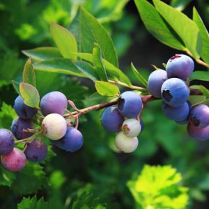 Vaccinium Angustifolium, Lowbush Blueberry, Low-Bush Blueberry, Late Sweet Blueberry, Wild Blueberry, Berries,
