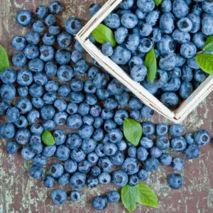 Vaccinium corymbosum 'Duke', Vaccinium Duke, Highbush Blueberry 'Duke', Blueberry 'Duke', Berries, Blue Berries