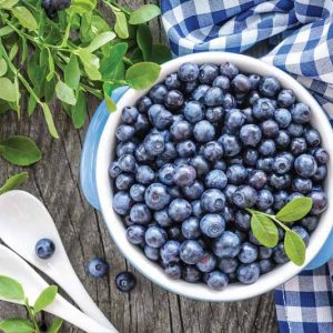 Vaccinium Sunshine Blue, Highbush Blueberry 'Sunshine Blue', Blueberry 'Sunshine Blue', Berries, Blue Berries