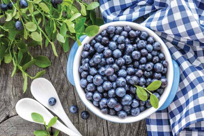 Vaccinium Sunshine Blue, Highbush Blueberry 'Sunshine Blue', Blueberry 'Sunshine Blue', Berries, Blue Berries